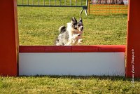 013 AGILITY HERMES - HANOUCK -3377 : 2016, 25 Septembre 2016, AGILITY HERMES, Dossard  59, HANOUCK, open+