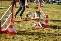 014 AGILITY HERMES - HANOUCK -3379 : 2016, 25 Septembre 2016, AGILITY HERMES, Dossard  59, HANOUCK, open+