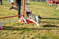 015 AGILITY HERMES - HANOUCK -3380 : 2016, 25 Septembre 2016, AGILITY HERMES, Dossard  59, HANOUCK, open+