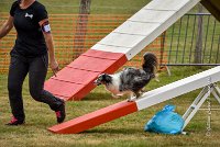 018 AGILITY HERMES - HANOUCK -4283 : 2016, 25 Septembre 2016, 2ème degré, AGILITY HERMES, HANOUCK