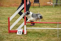 019 AGILITY HERMES - HANOUCK -4284 : 2016, 25 Septembre 2016, 2ème degré, AGILITY HERMES, HANOUCK