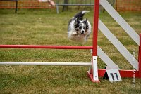 020 AGILITY HERMES - HANOUCK -4286 : 2016, 25 Septembre 2016, 2ème degré, AGILITY HERMES, HANOUCK