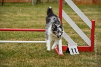 021 AGILITY HERMES - HANOUCK -4287 : 2016, 25 Septembre 2016, 2ème degré, AGILITY HERMES, HANOUCK