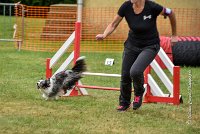 022 AGILITY HERMES - HANOUCK -4290 : 2016, 25 Septembre 2016, 2ème degré, AGILITY HERMES, HANOUCK