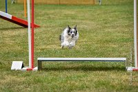 023 AGILITY HERMES - HANOUCK -4291 : 2016, 25 Septembre 2016, 2ème degré, AGILITY HERMES, HANOUCK