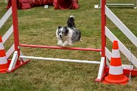 024 AGILITY HERMES - HANOUCK -4293 : 2016, 25 Septembre 2016, 2ème degré, AGILITY HERMES, HANOUCK