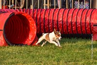 001 AGILITY HERMES - HAPPY -2292 : 2016, 25 Septembre 2016, AGILITY HERMES, HAPPY, Open, TERRIER JACK RUSSELL