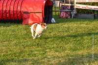 002 AGILITY HERMES - HAPPY -2293 : 2016, 25 Septembre 2016, AGILITY HERMES, HAPPY, Open, TERRIER JACK RUSSELL