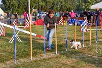 005 AGILITY HERMES - HAPPY -2296 : 2016, 25 Septembre 2016, AGILITY HERMES, HAPPY, Open, TERRIER JACK RUSSELL