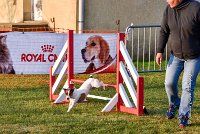 007 AGILITY HERMES - HAPPY -2298 : 2016, 25 Septembre 2016, AGILITY HERMES, HAPPY, Open, TERRIER JACK RUSSELL