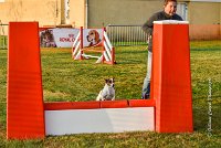 008 AGILITY HERMES - HAPPY -2299 : 2016, 25 Septembre 2016, AGILITY HERMES, HAPPY, Open, TERRIER JACK RUSSELL