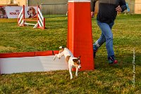 009 AGILITY HERMES - HAPPY -2300 : 2016, 25 Septembre 2016, AGILITY HERMES, HAPPY, Open, TERRIER JACK RUSSELL