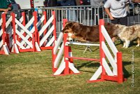 004 AGILITY HERMES -HOPE -3185 : 2016, 25 Septembre 2016, AGILITY HERMES, Dossard 9, HOPE, open+