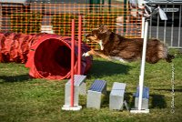 006 AGILITY HERMES -HOPE -3187 : 2016, 25 Septembre 2016, AGILITY HERMES, Dossard 9, HOPE, open+