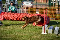 007 AGILITY HERMES -HOPE -3188 : 2016, 25 Septembre 2016, AGILITY HERMES, Dossard 9, HOPE, open+