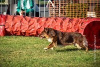 008 AGILITY HERMES -HOPE -3189 : 2016, 25 Septembre 2016, AGILITY HERMES, Dossard 9, HOPE, open+