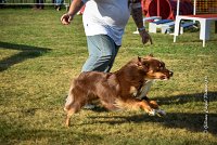 011 AGILITY HERMES -HOPE -3193 : 2016, 25 Septembre 2016, AGILITY HERMES, Dossard 9, HOPE, open+