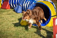 012 AGILITY HERMES -HOPE -3194 : 2016, 25 Septembre 2016, AGILITY HERMES, Dossard 9, HOPE, open+