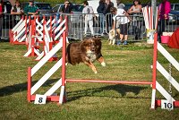 014 AGILITY HERMES -HOPE -3198 : 2016, 25 Septembre 2016, AGILITY HERMES, Dossard 9, HOPE, open+