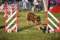 015 AGILITY HERMES -HOPE -3199 : 2016, 25 Septembre 2016, AGILITY HERMES, Dossard 9, HOPE, open+