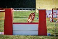 016 AGILITY HERMES -HOPE -3200 : 2016, 25 Septembre 2016, AGILITY HERMES, Dossard 9, HOPE, open+