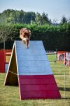 018 AGILITY HERMES -HOPE -3202 : 2016, 25 Septembre 2016, AGILITY HERMES, Dossard 9, HOPE, open+