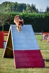 019 AGILITY HERMES -HOPE -3203 : 2016, 25 Septembre 2016, AGILITY HERMES, Dossard 9, HOPE, open+