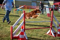 020 AGILITY HERMES -HOPE -3204 : 2016, 25 Septembre 2016, AGILITY HERMES, Dossard 9, HOPE, open+