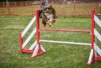 025 AGILITY HERMES -HOPE -4057 : 2016, 25 Septembre 2016, 2ème degré, AGILITY HERMES, Dossard 9, HOPE