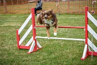 026 AGILITY HERMES -HOPE -4058 : 2016, 25 Septembre 2016, 2ème degré, AGILITY HERMES, Dossard 9, HOPE