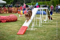 028 AGILITY HERMES -HOPE -4060 : 2016, 25 Septembre 2016, 2ème degré, AGILITY HERMES, Dossard 9, HOPE