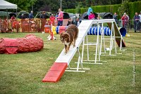 029 AGILITY HERMES -HOPE -4061 : 2016, 25 Septembre 2016, 2ème degré, AGILITY HERMES, Dossard 9, HOPE