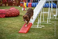 030 AGILITY HERMES -HOPE -4062 : 2016, 25 Septembre 2016, 2ème degré, AGILITY HERMES, Dossard 9, HOPE