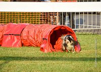 002 AGILITY HERMES -IDEM -2487 : 2016, 25 Septembre 2016, AGILITY HERMES, Catégorie B, Dossard 8, IDEM