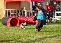 004 AGILITY HERMES -IDEM -2490 : 2016, 25 Septembre 2016, AGILITY HERMES, Catégorie B, Dossard 8, IDEM