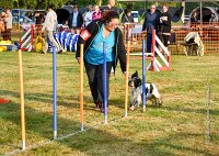 008 AGILITY HERMES -IDEM -2496 : 2016, 25 Septembre 2016, AGILITY HERMES, Catégorie B, Dossard 8, IDEM