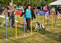 010 AGILITY HERMES -IDEM -2498 : 2016, 25 Septembre 2016, AGILITY HERMES, Catégorie B, Dossard 8, IDEM