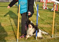 012 AGILITY HERMES -IDEM -2500 : 2016, 25 Septembre 2016, AGILITY HERMES, Catégorie B, Dossard 8, IDEM