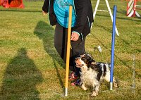 013 AGILITY HERMES -IDEM -2501 : 2016, 25 Septembre 2016, AGILITY HERMES, Catégorie B, Dossard 8, IDEM