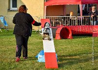 014 AGILITY HERMES -IDEM -2502 : 2016, 25 Septembre 2016, AGILITY HERMES, Catégorie B, Dossard 8, IDEM