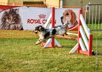 015 AGILITY HERMES -IDEM -2503 : 2016, 25 Septembre 2016, AGILITY HERMES, Catégorie B, Dossard 8, IDEM