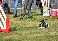 018 AGILITY HERMES -IDEM -3552 : 1er degré, 2016, 25 Septembre 2016, AGILITY HERMES, Dossard 8, IDEM