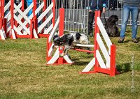 019 AGILITY HERMES -IDEM -3554 : 1er degré, 2016, 25 Septembre 2016, AGILITY HERMES, Dossard 8, IDEM