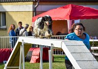 021 AGILITY HERMES -IDEM -3556 : 1er degré, 2016, 25 Septembre 2016, AGILITY HERMES, Dossard 8, IDEM