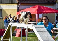 022 AGILITY HERMES -IDEM -3557 : 1er degré, 2016, 25 Septembre 2016, AGILITY HERMES, Dossard 8, IDEM