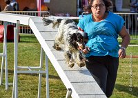 023 AGILITY HERMES -IDEM -3558 : 1er degré, 2016, 25 Septembre 2016, AGILITY HERMES, Dossard 8, IDEM