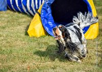 025 AGILITY HERMES -IDEM -3561 : 1er degré, 2016, 25 Septembre 2016, AGILITY HERMES, Dossard 8, IDEM