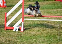 026 AGILITY HERMES -IDEM -3562 : 1er degré, 2016, 25 Septembre 2016, AGILITY HERMES, Dossard 8, IDEM