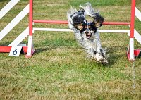 027 AGILITY HERMES -IDEM -3563 : 1er degré, 2016, 25 Septembre 2016, AGILITY HERMES, Dossard 8, IDEM