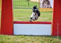 028 AGILITY HERMES -IDEM -3565 : 1er degré, 2016, 25 Septembre 2016, AGILITY HERMES, Dossard 8, IDEM